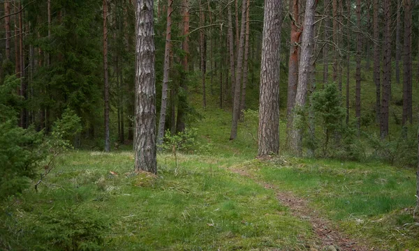 Kırsal yol (yürüyüş yolu, patika) görkemli kuzey Evergreen ormanı boyunca. Güçlü çam ve çam ağaçları. Atmosferik manzara. Doğa, çevre, eko turizm, keşif, seyahat tutkusu kavramı