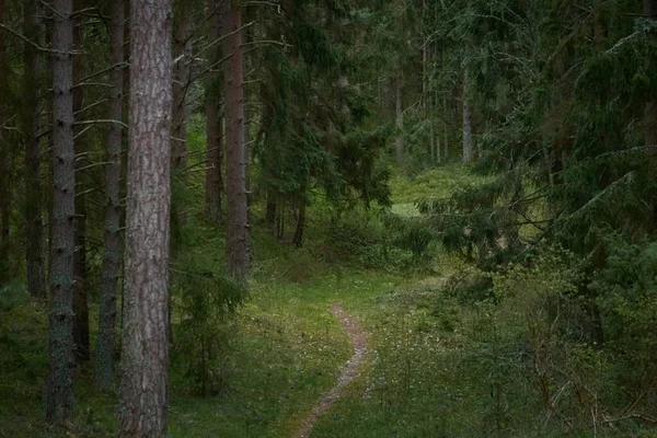 Сельская Дорога Пешеходная Тропа Тропа Через Величественный Северный Вечнозеленый Лес — стоковое фото