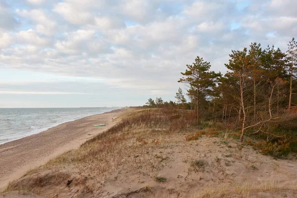 Baltic Sea Shore Sand Dunes Beach Evergreen Pine Forest Dune — Stock Photo, Image