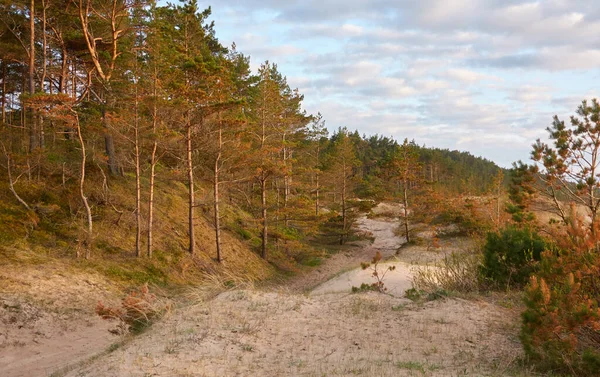 Baltık kıyıları (kum tepeleri, plaj). Evergreen çam ormanı, kum çimi. Dramatik gökyüzü, parlayan günbatımı bulutları. Resimli panoramik manzara. Doğa, çevre, eko turizm, yürüyüş, keşif konsepti