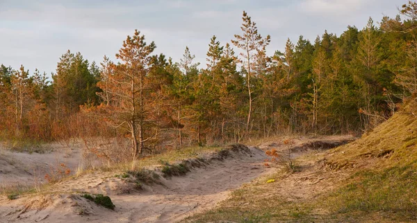 Baltık kıyıları (kum tepeleri, plaj). Evergreen çam ormanı, kum çimi. Dramatik gökyüzü, parlayan günbatımı bulutları. Resimli panoramik manzara. Doğa, çevre, eko turizm, yürüyüş, keşif konsepti
