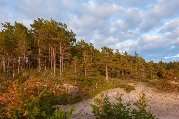 Baltık kıyıları (kum tepeleri, plaj). Evergreen çam ormanı, kum çimi. Dramatik gökyüzü, parlayan günbatımı bulutları. Resimli panoramik manzara. Doğa, çevre, eko turizm, yürüyüş, keşif konsepti