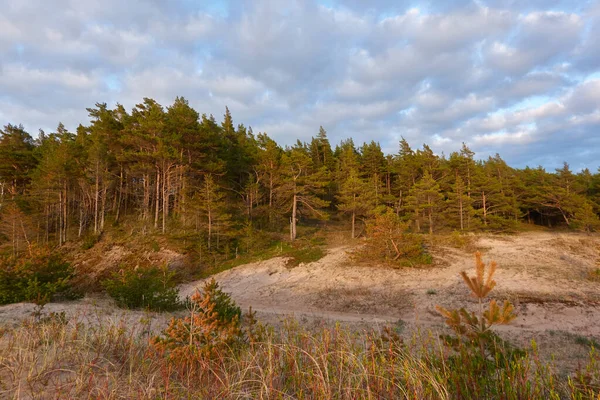 Baltic Sea Shore Sand Dunes Beach Evergreen Pine Forest Dune — Stock Photo, Image