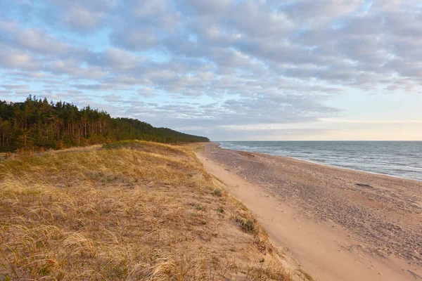 Baltic Sea Shore Sand Dunes Beach Evergreen Pine Forest Dune — Stock Photo, Image