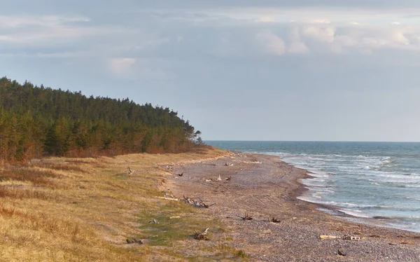 Costa Mar Báltico Dunas Areia Praia Floresta Pinheiros Perene Relva — Fotografia de Stock