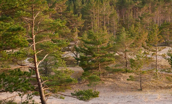Baltık kıyıları, kum tepeleri, görkemli yemyeşil ormanlar. Güçlü çam ve çam ağaçları, yosun, eğrelti otu, bitkiler. Yumuşak ışık. Baharın başında. Saf doğa. Ekoloji, yürüyüş, temiz hava, sağlıklı yaşam tarzı.