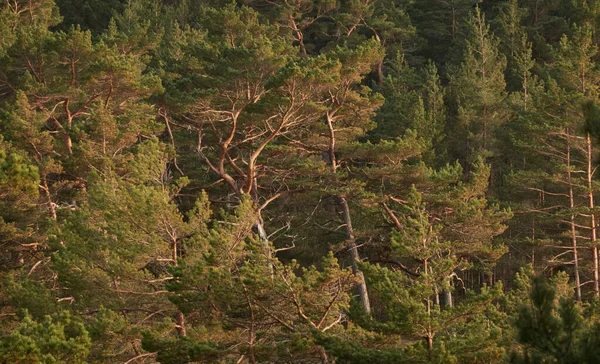 Görkemli Evergreen Ormanı. Güçlü çam ve çam ağaçları, yosun, eğrelti otu, bitkiler. Yumuşak ışık. Baharın başında. Saf doğa. Ekoloji, yürüyüş, temiz hava, sağlıklı yaşam tarzı.