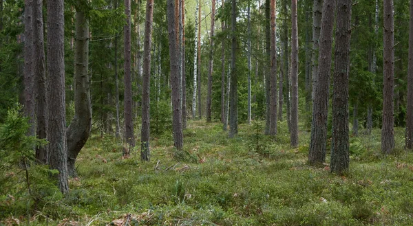 雄大な常緑樹林 強力な松やトウヒの木 太陽の光だ 大気の風景 エコツーリズム — ストック写真