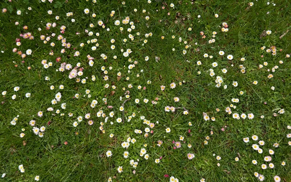 Pelouse Fleurie Dans Parc Municipal Marguerite Bellis Annua Fleurs Pissenlit — Photo