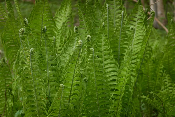Lesní Dno Mladých Zelených Kapradinových Listů Zblízka Květinový Vzor Textura — Stock fotografie