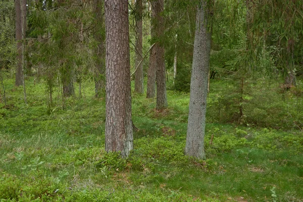 Majestuoso Bosque Siempreverde Poderosos Pinos Abetos Luz Solar Suave Paisaje —  Fotos de Stock