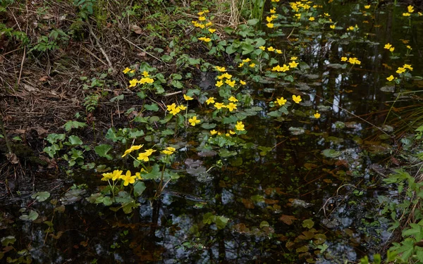 Κίτρινα Λουλούδια Caltha Palustris Marsh Marigold Πράσινα Φύλλα Ποταμός Του — Φωτογραφία Αρχείου
