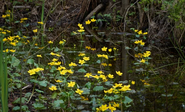 Flores Amarelas Caltha Palustris Pântano Calêndula Folhas Verdes Rio Floresta — Fotografia de Stock