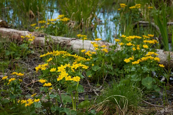 Yellow Flowers Caltha Palustris Marsh Marigold Green Leaves Overgrown Forest — Stock Photo, Image