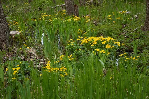 Yellow Flowers Caltha Palustris Marsh Marigold Green Leaves Overgrown Forest — Stock Photo, Image