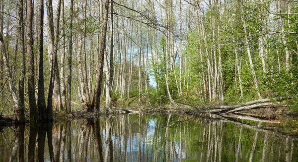 Vue Panoramique Sur Forêt Verte Marécageuse Rivière Lumière Soleil Travers — Photo