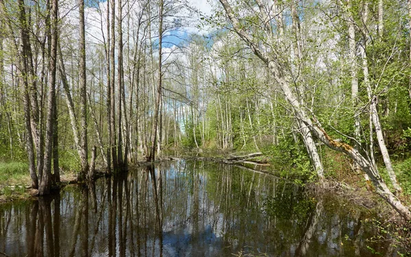 Vue Panoramique Sur Forêt Verte Marécageuse Rivière Lumière Soleil Travers — Photo