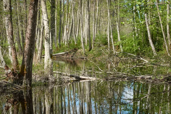 Blick Auf Den Sumpfig Grünen Wald Und Fluss Sonnenlicht Durch — Stockfoto