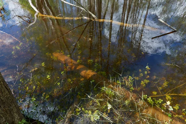 Vue Panoramique Sur Forêt Verte Marécageuse Rivière Lumière Soleil Travers — Photo