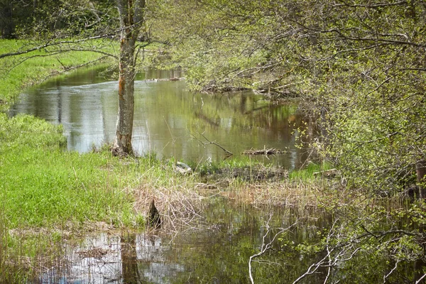 Bataklık yeşil orman ve nehrin panoramik manzarası. Ağaçların arasından gün ışığı. Sudaki yansımalar. İlkbahar, yazın başı. Çevre, ekoloji, ekosistemler, doğa, eko-turizm. Idyllic manzara