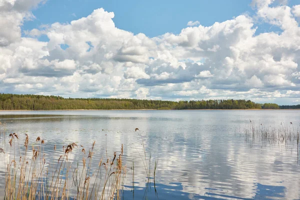 Kristal berrak bir orman gölü (nehir) kıyısından panoramik manzara. Idyllic manzara. İlkbahar, yazın başı. Doğa, çevre, ekoloji, eko-turizm, yürüyüş, tatiller, yüzme ve rahatlatıcı temalar