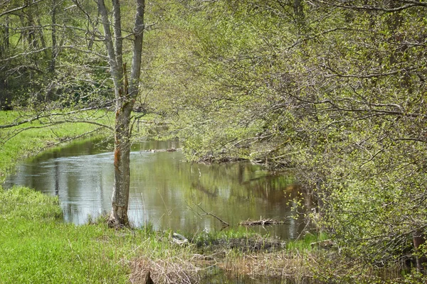 Bataklık yeşil orman ve nehrin panoramik manzarası. Ağaçların arasından gün ışığı. Sudaki yansımalar. İlkbahar, yazın başı. Çevre, ekoloji, ekosistemler, doğa, eko-turizm. Idyllic manzara