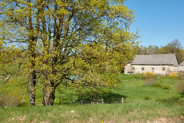 Une Vieille Maison Pierre Jardin Vert Printemps Début Été Scène — Photo