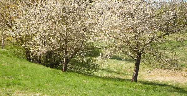 Blühender Strauch Einem Stadtpark Grüne Blätter Weiße Blüten Sanftes Sonnenlicht — Stockfoto