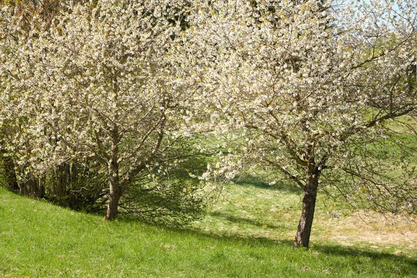 Kwitnący Krzew Parku Miejskim Zielone Liście Białe Kwiaty Miękkie Światło — Zdjęcie stockowe