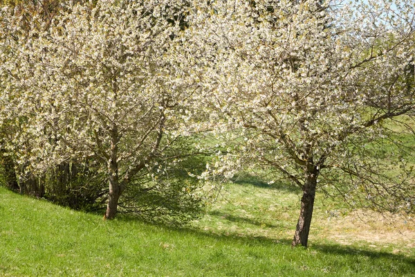 Şehir Parkında Çiçek Açan Çalılar Yeşil Yapraklar Beyaz Çiçekler Yumuşak — Stok fotoğraf