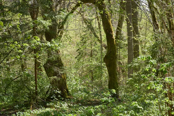 Yeşil ormanın panoramik manzarası. Ağaçların arasından gün ışığı. İlkbahar, yazın başı. Çevre koruma, ekoloji, saf doğa, eko turizm. Idyllic manzara
