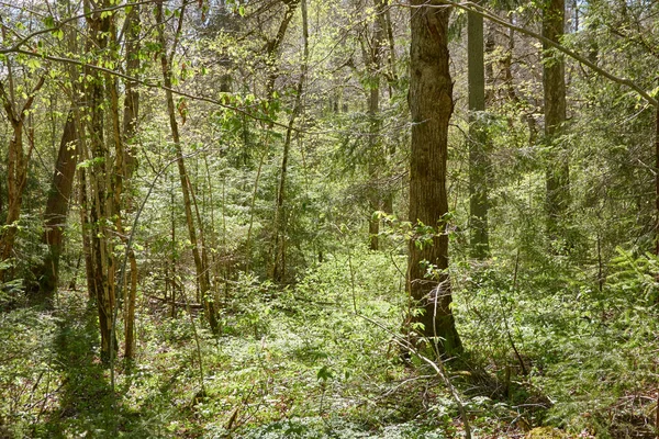 Panoramisch Uitzicht Het Groene Bos Zonlicht Door Bomen Lente Vroege — Stockfoto