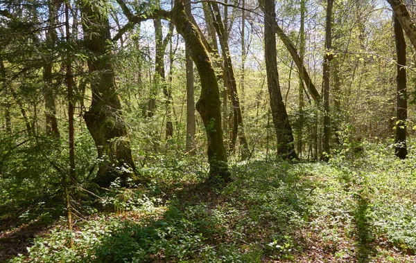 Panoramic View Green Forest Sunlight Trees Spring Early Summer Environmental — Stock Photo, Image
