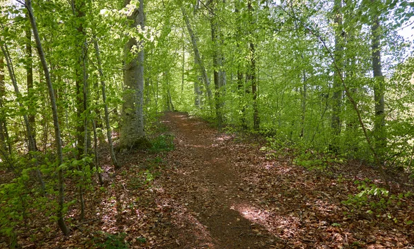 Vista Panorámica Del Bosque Hayas Verde Luz Del Sol Través — Foto de Stock