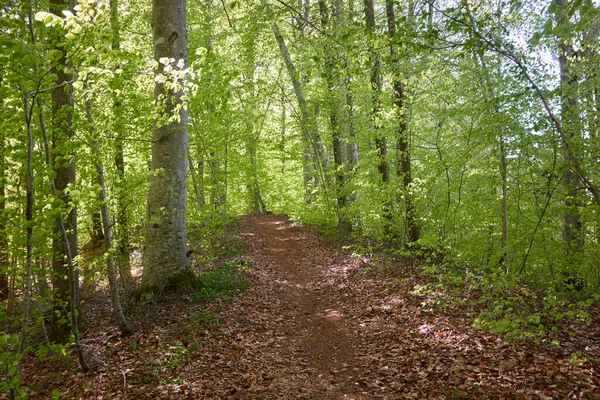 Panoramatický Výhled Zelený Bukový Les Sluneční Světlo Mezi Mladými Mocnými — Stock fotografie