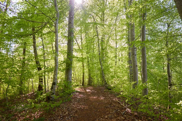 Panoramautsikt Över Den Gröna Bokskogen Solljus Genom Unga Och Mäktiga — Stockfoto