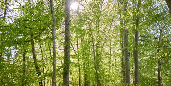 Панорамный Вид Зеленый Буковый Лес Солнечный Свет Сквозь Могучие Деревья — стоковое фото