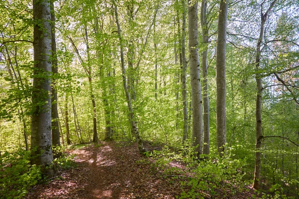 Yeşil Kayın Ormanının Panoramik Manzarası Genç Kudretli Ağaç Gövdelerinin Arasından — Stok fotoğraf