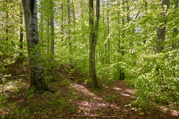 緑のブナ林のパノラマビュー 若くて強大な木の幹を通して日光 環境保全 生態系 純粋な自然 エコツーリズム 牧歌的な風景です 春初夏 — ストック写真