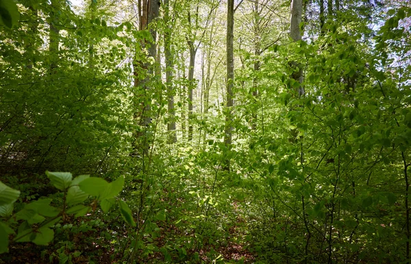 Panoramiczny Widok Zielony Las Bukowy Światło Słoneczne Przez Młode Potężne — Zdjęcie stockowe