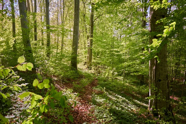 Yeşil kayın ormanının panoramik manzarası. Genç ve kudretli ağaç gövdelerinin arasından güneş ışığı. Çevre koruma, ekoloji, saf doğa, eko turizm. Idyllic manzara. İlkbahar, yazın başı