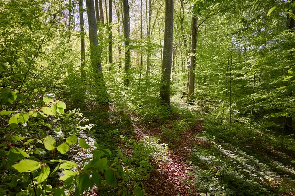 Yeşil Kayın Ormanının Panoramik Manzarası Genç Kudretli Ağaç Gövdelerinin Arasından — Stok fotoğraf