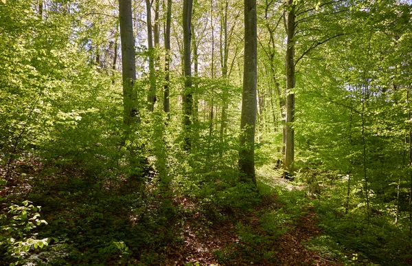 Vista Panorâmica Floresta Faia Verde Luz Solar Através Dos Troncos — Fotografia de Stock