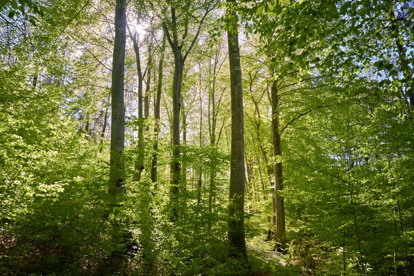 Yeşil kayın ormanının panoramik manzarası. Genç ve kudretli ağaç gövdelerinin arasından güneş ışığı. Çevre koruma, ekoloji, saf doğa, eko turizm. Idyllic manzara. İlkbahar, yazın başı
