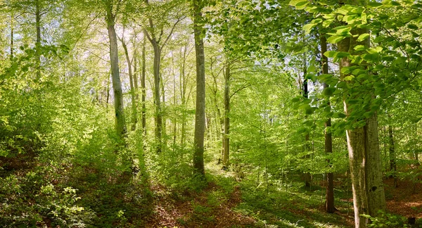 Yeşil kayın ormanının panoramik manzarası. Genç ve kudretli ağaç gövdelerinin arasından güneş ışığı. Çevre koruma, ekoloji, saf doğa, eko turizm. Idyllic manzara. İlkbahar, yazın başı