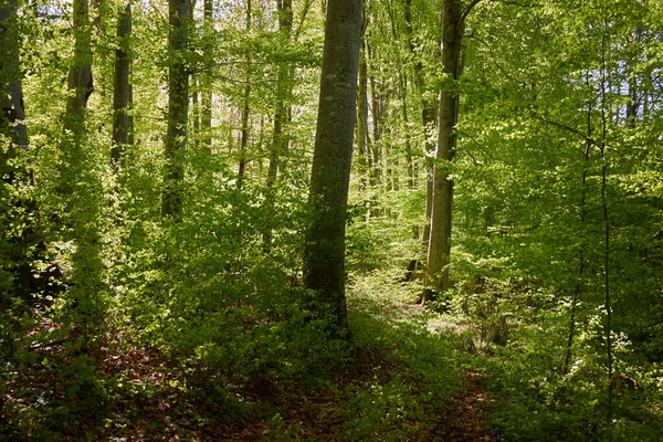 Panoramic View Green Beech Forest Sunlight Young Mighty Tree Trunks — Stock Photo, Image