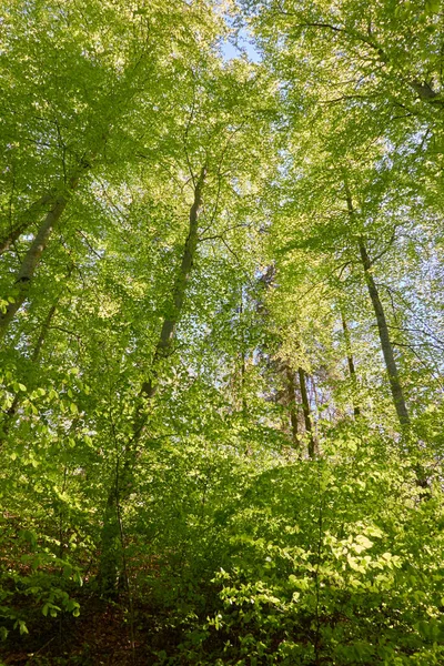 Yeşil kayın ormanının panoramik manzarası. Kudretli ağaçların arasından gün ışığı. İlkbahar, yazın başı. Çevresel koruma, ekoloji, saf doğa, eko-turizm. Idyllic manzara