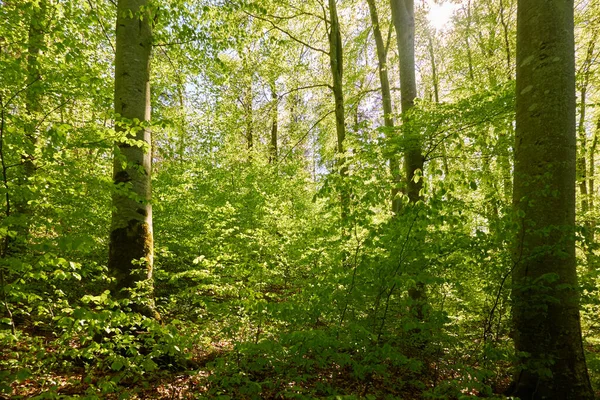 Panoramiczny Widok Zielony Las Bukowy Światło Słoneczne Przez Młode Potężne — Zdjęcie stockowe