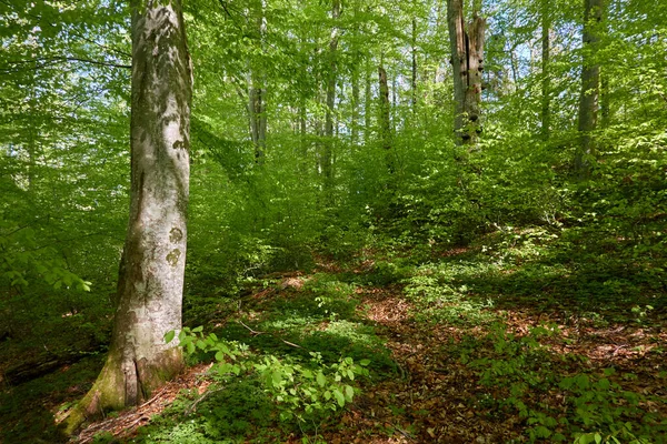 Vista Panorâmica Floresta Faia Verde Luz Solar Através Dos Troncos — Fotografia de Stock