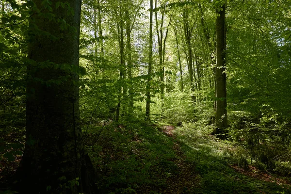 Panoramiczny Widok Zielony Las Bukowy Światło Słoneczne Przez Młode Potężne — Zdjęcie stockowe
